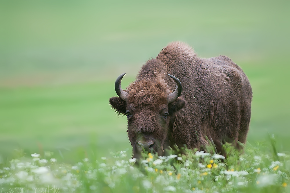 Wisent