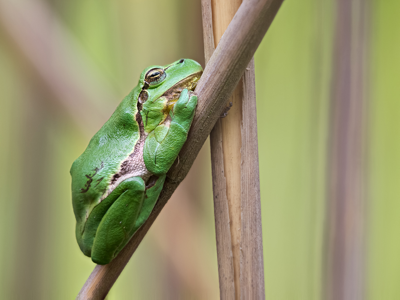 Laubfrosch