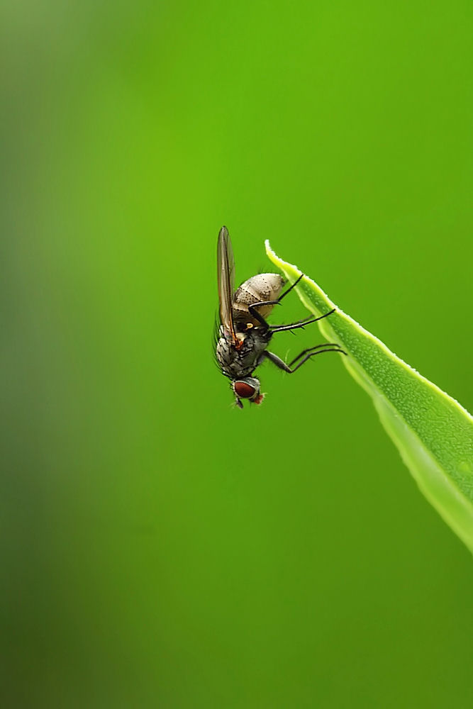 Fliege im Grünen