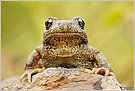 Geburtshelferkröte (Alytes sp.)