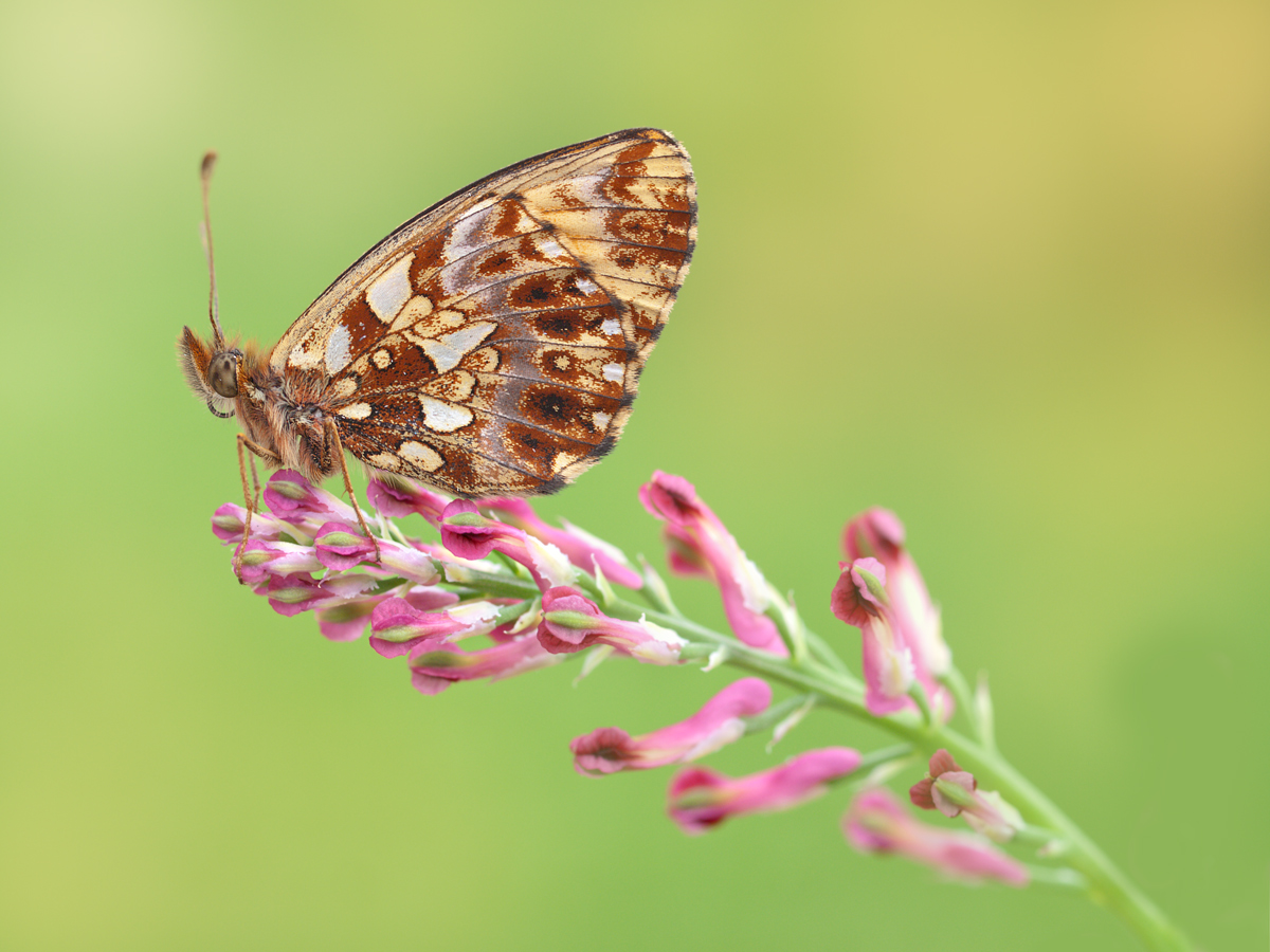 Boloria dia