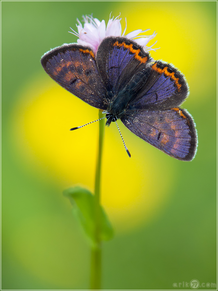 Blauschillernder Feuerfalter - Lycaena helle