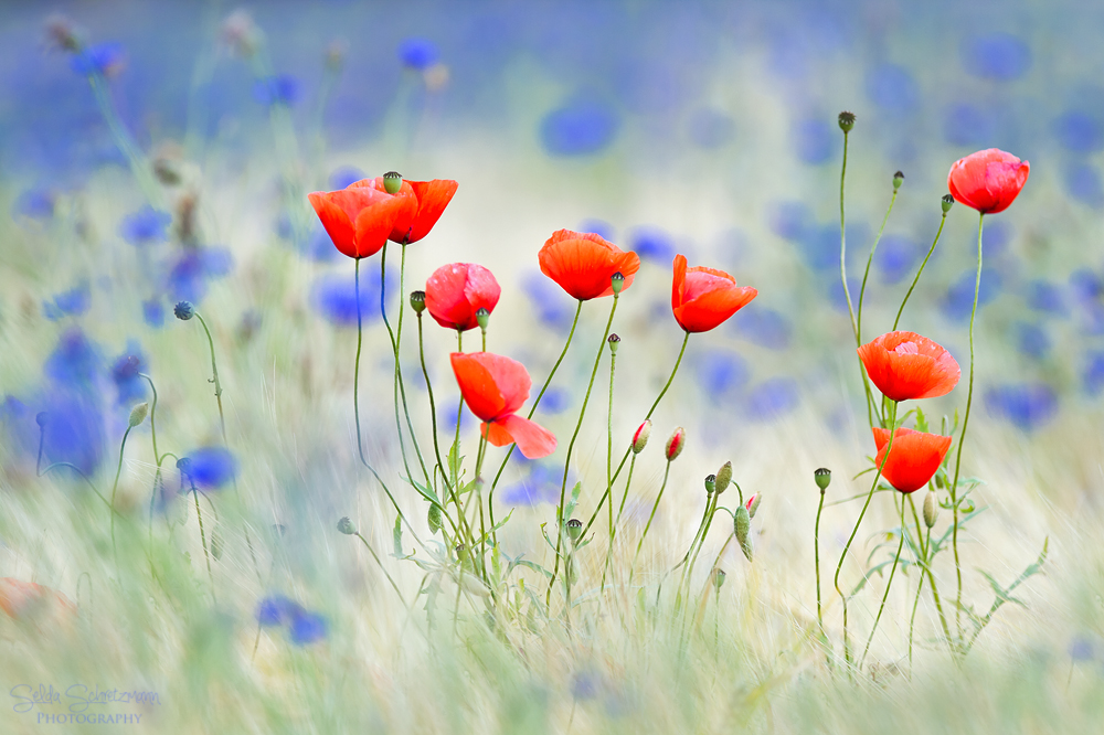 Ein Traum in Rot/Blau