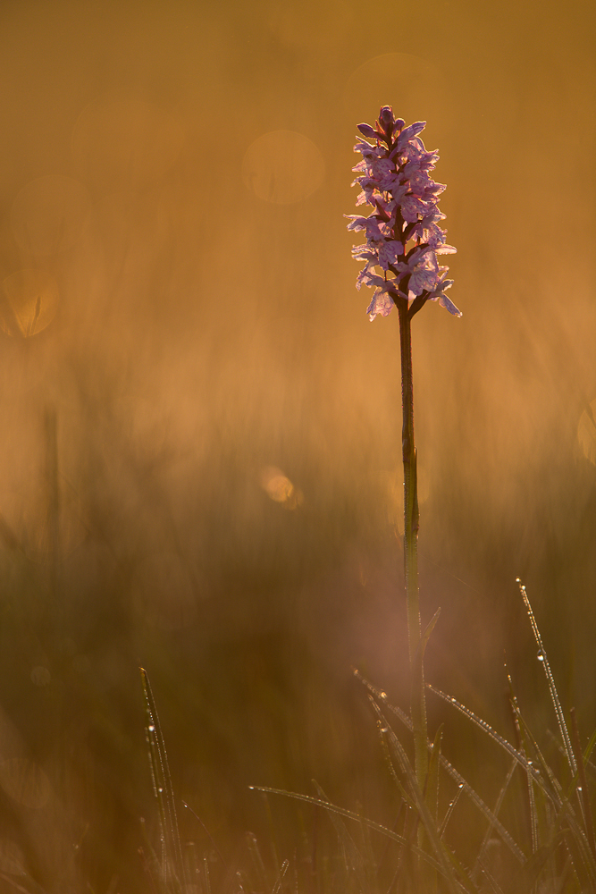 Ein schöner Sommermorgen