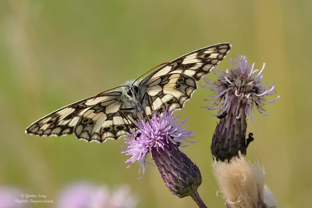 Schachbrett (Melanargia galathea)..