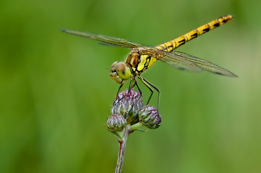 Yellow-winged darter