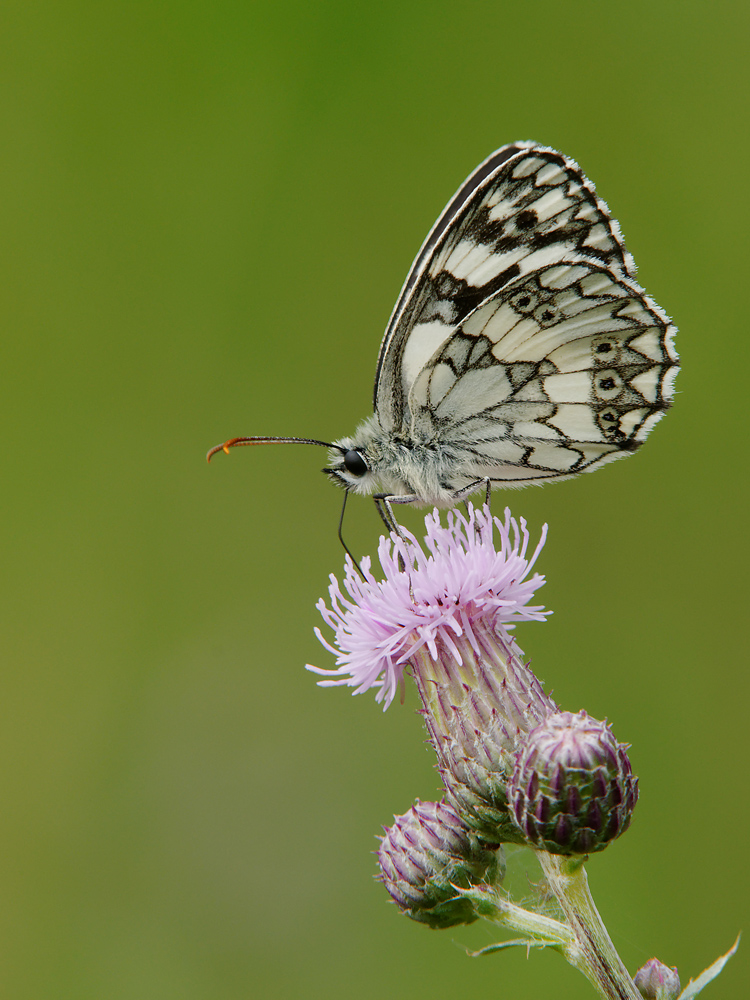 Schachbrettfalter (Melanargia galathea)