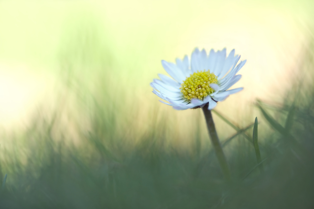 Sonnenschein (Forum für Naturfotografen)