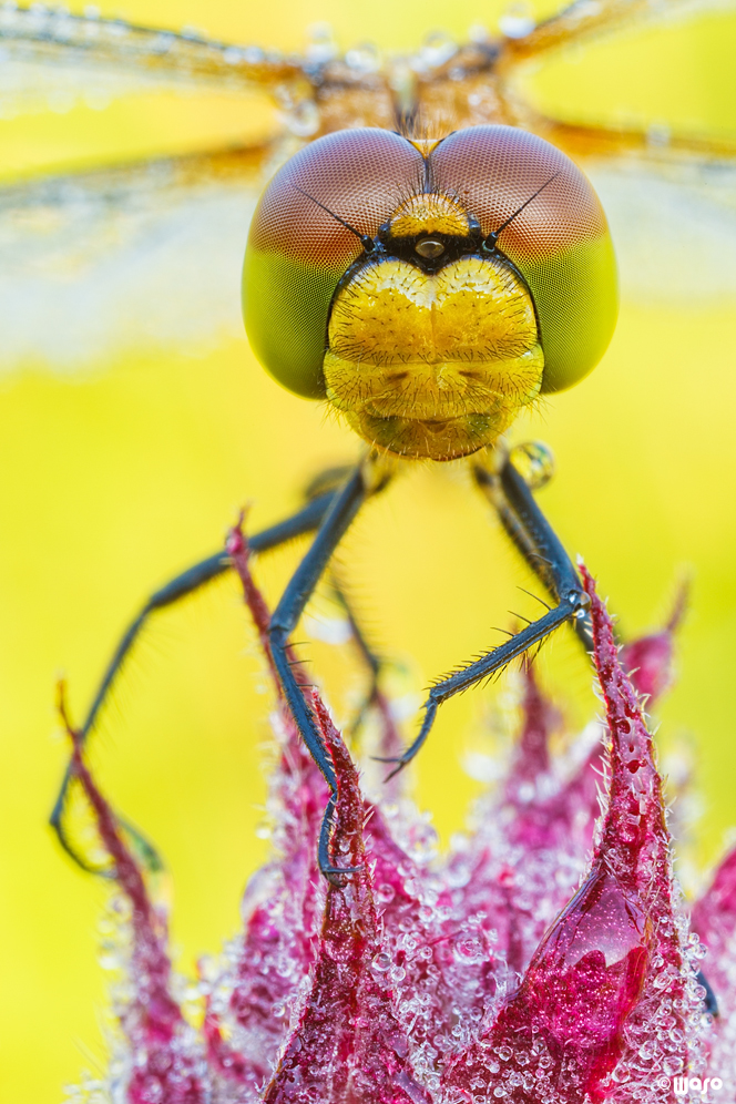 Sympetrum sanguineum extremum