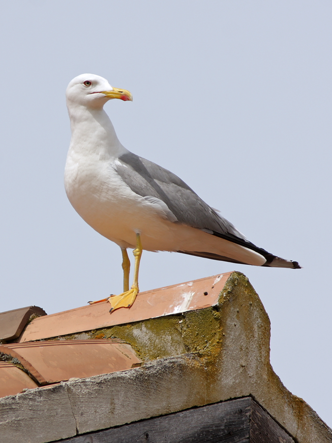 Silbermöwe oder Mittelmeermöwe (?) auf Sardinien
