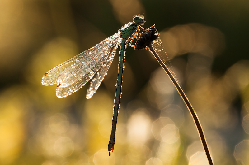 Libelle im Morgentau