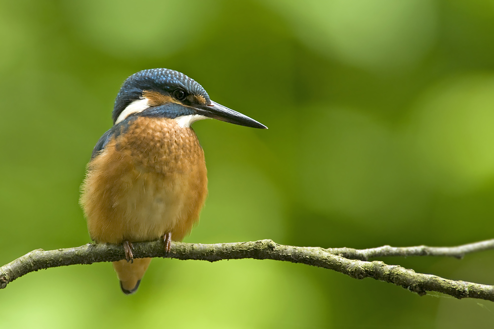 Alcedo Atthis