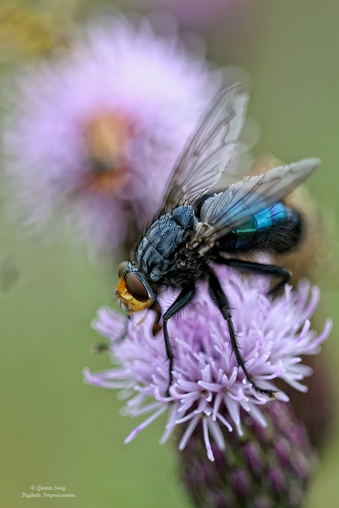 Nur eine blaue Schmeißfliege...