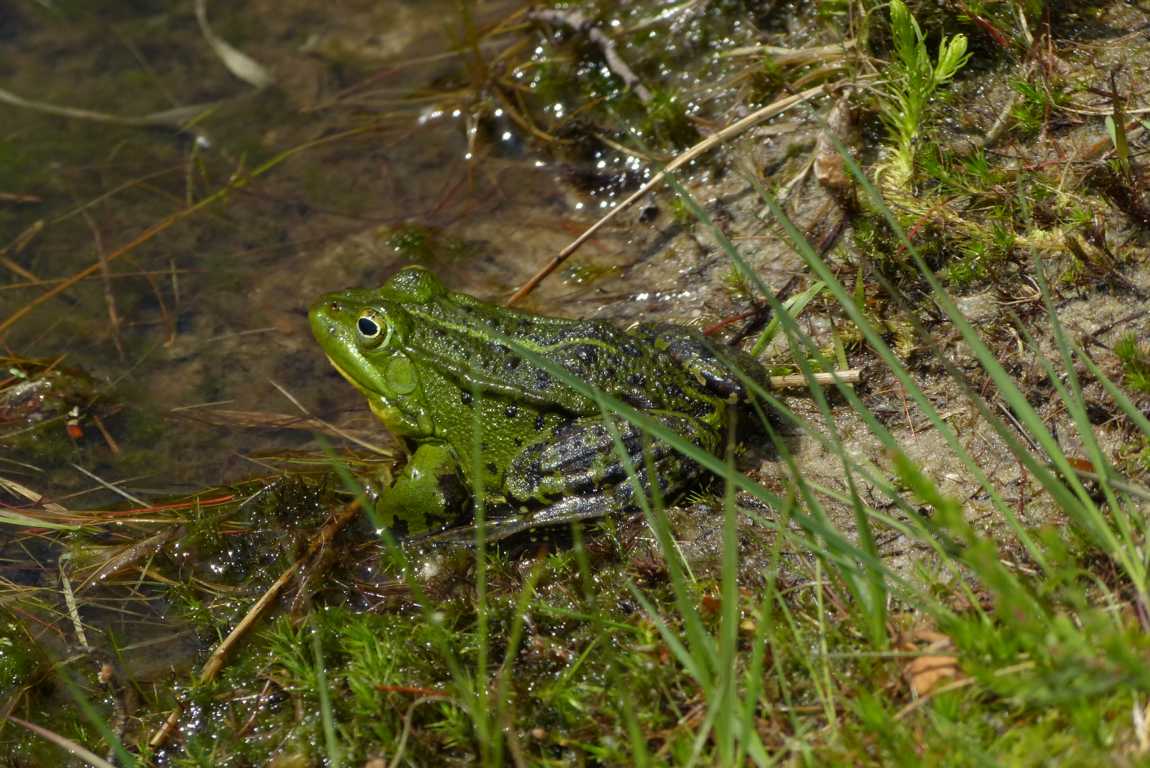 Eberhard Lempelius:  Wetterfrosch im Dienst