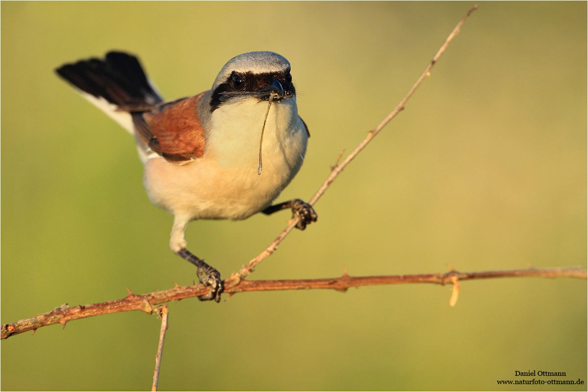 Neuntöter mit Libelle (Forum für Naturfotografen)