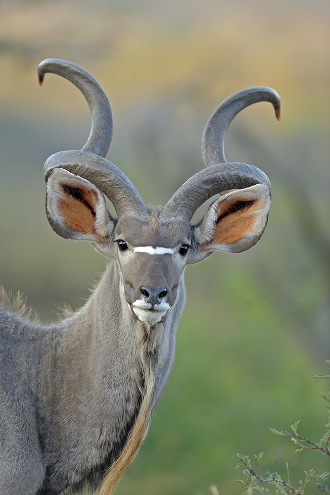 Großer Kudu