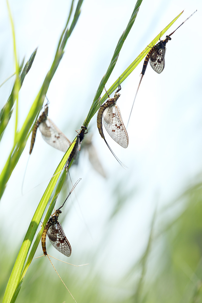 Eintagsfliegen-Maienzeit...