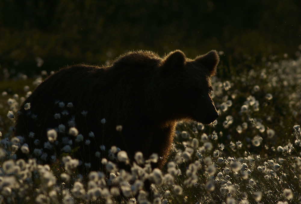 Braunbär