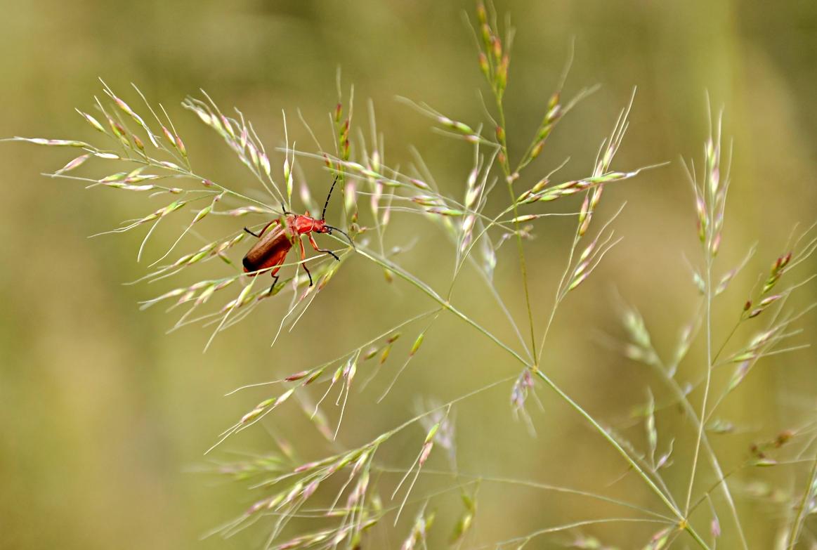 roter Käfer