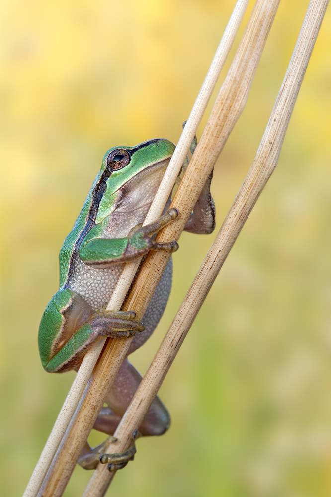 Hyla arborea