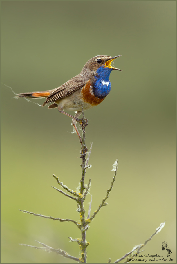 Blaukehlchen