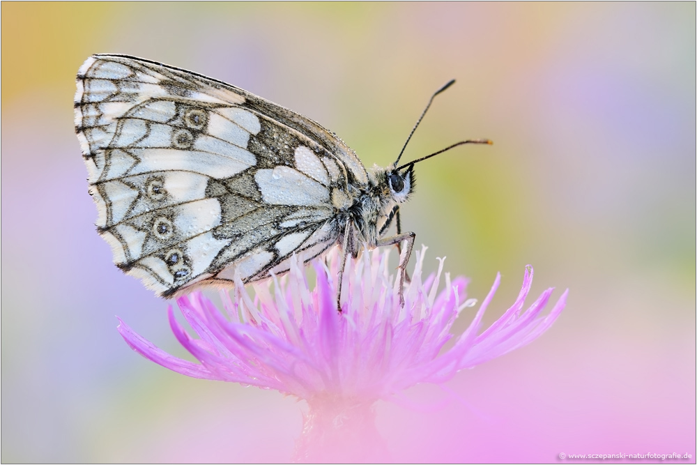 ~ Schachbrett (Melanargia galathea) ~