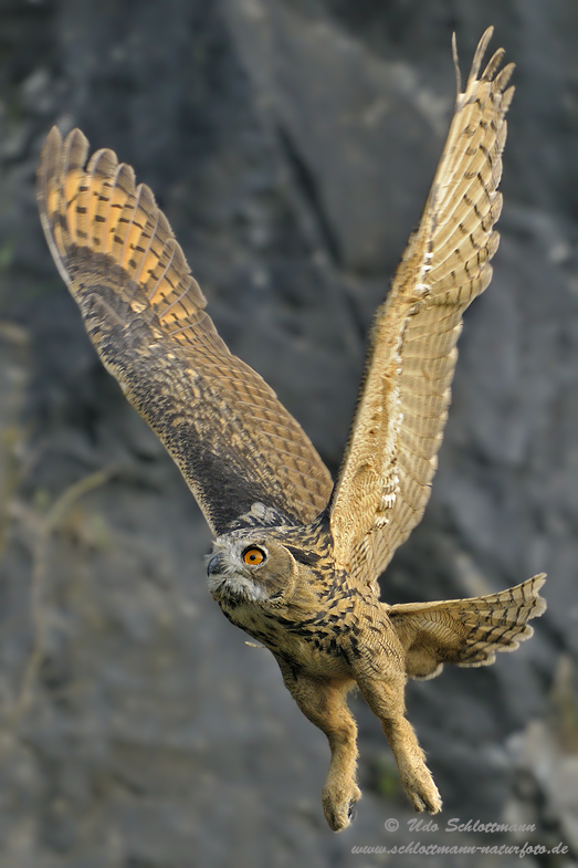 Flugübungen der Junguhus (wildlife, ND)