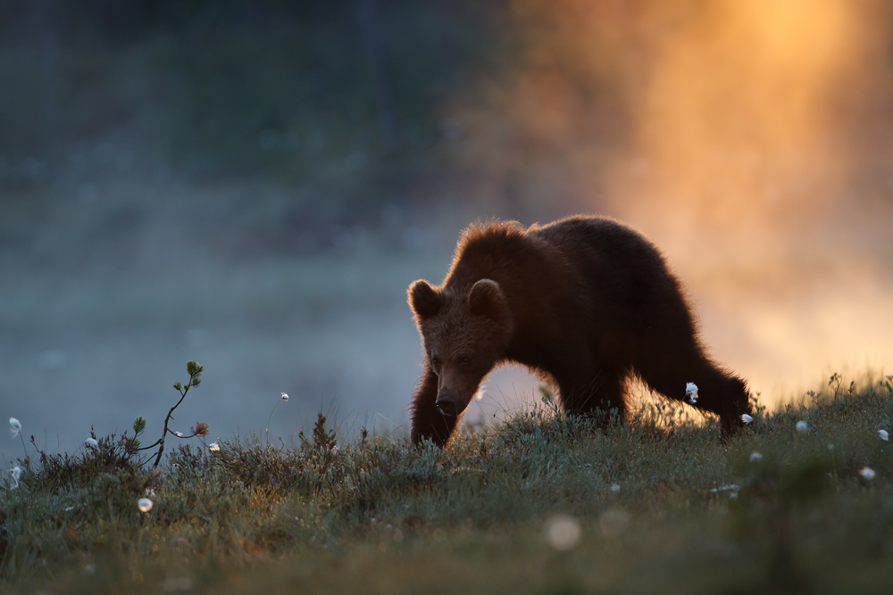 Braunbär, 1.5jähriger