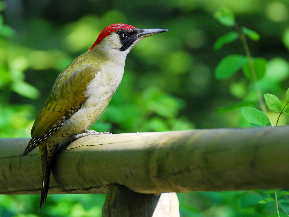 Picus viridis