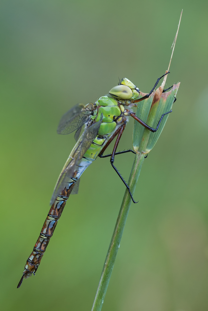 Anax imperator