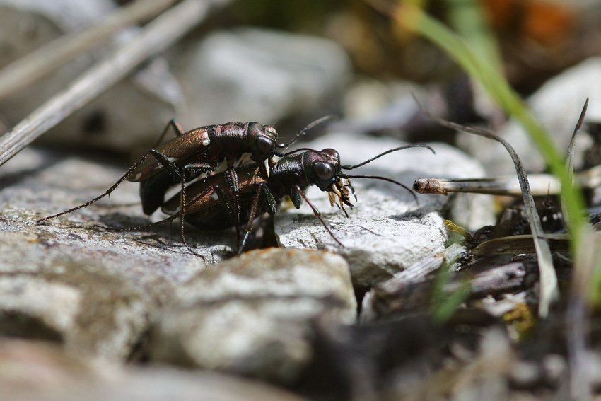 Cylindera germanica beim Versuch des Arterhalts