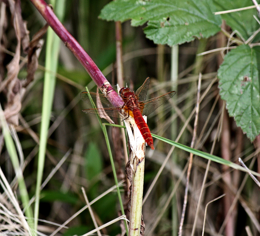 Feuerlibelle