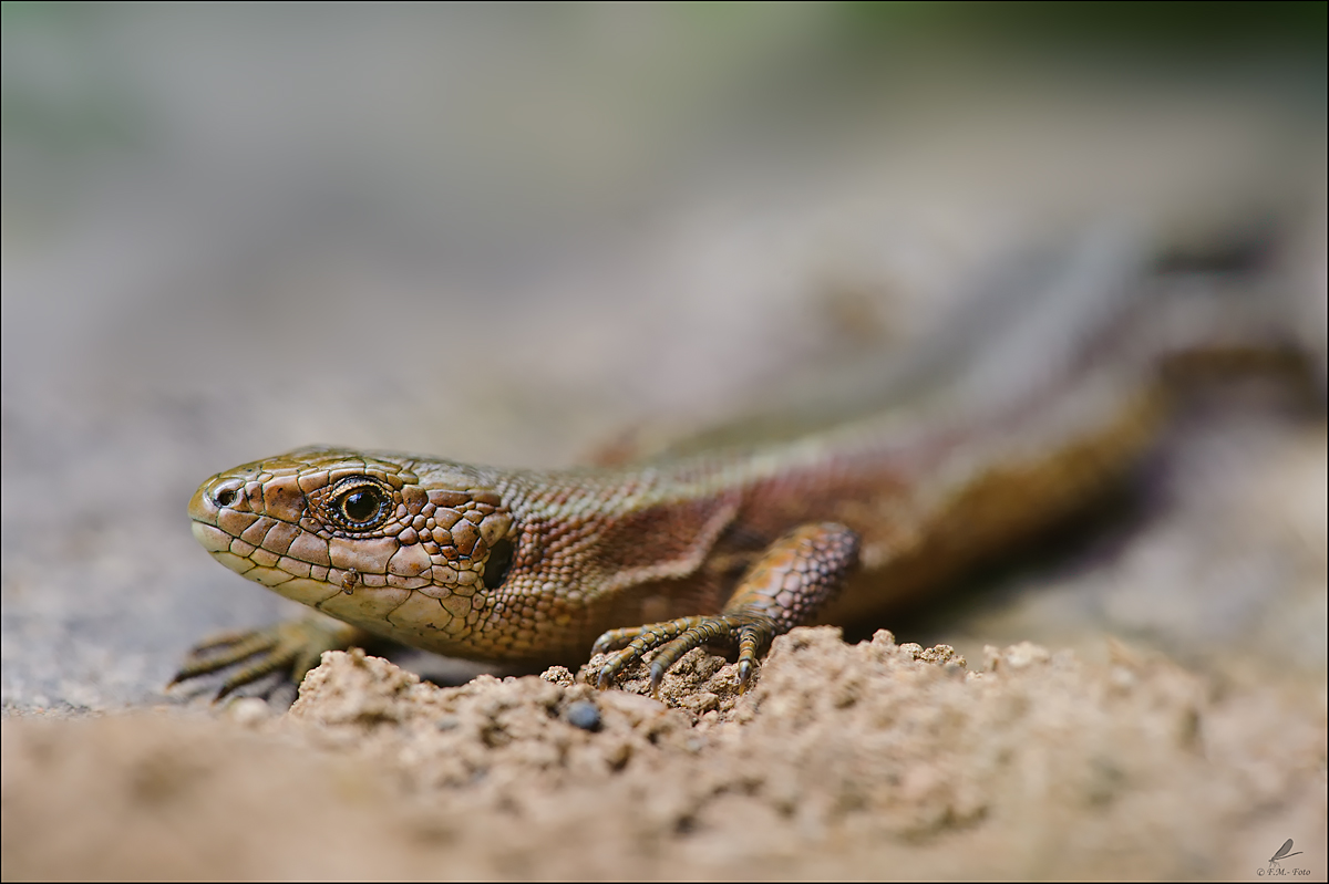 " Lacerta vivipara"