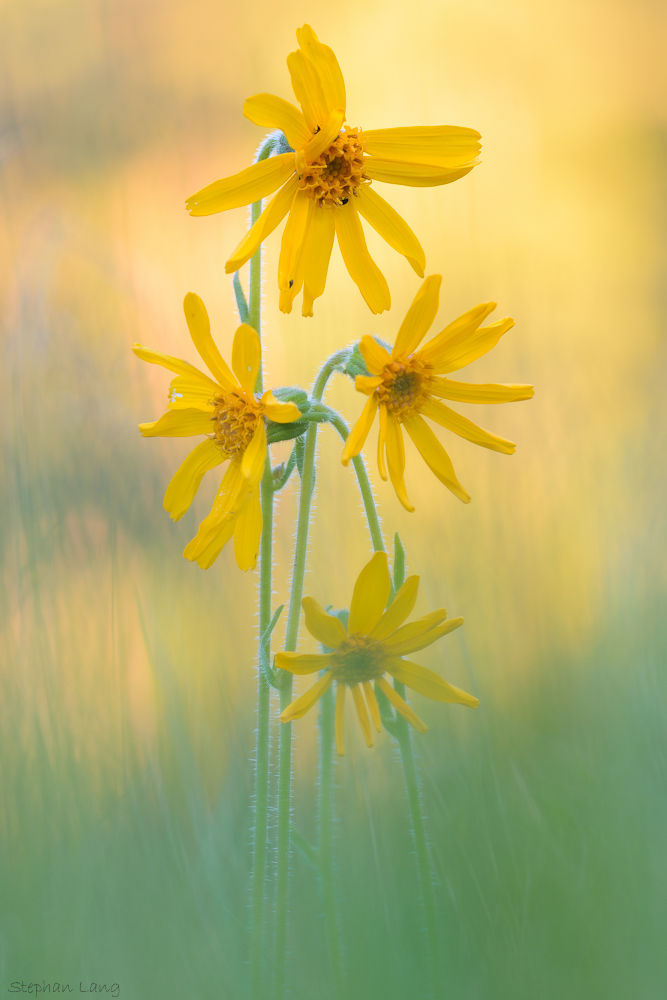 Arnica montana