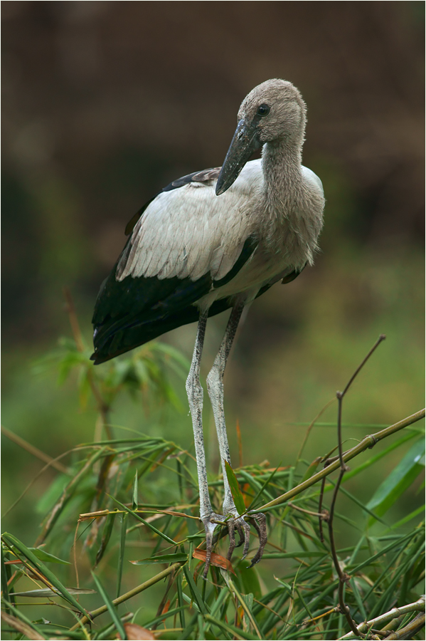 * Juveniler Klaffschnabel *