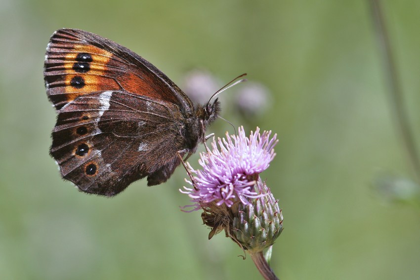 Weißbindiger Mohrenfalter (Erebia ligea)