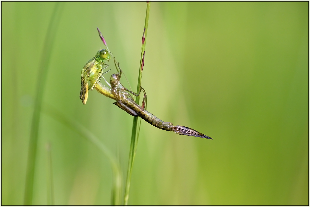 Libellenschlupf (Kleinlibelle)