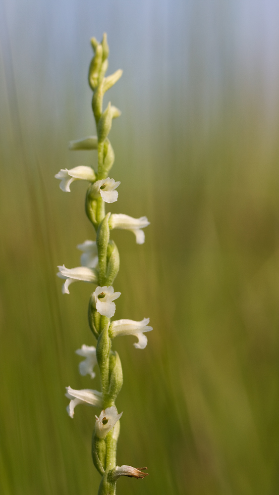 Spiranthes aestivalis