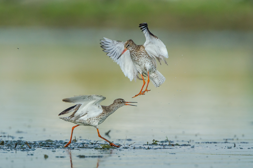 Vogelhochzeit