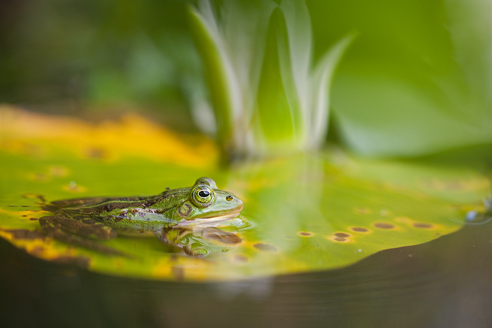 Frosch auf der Lilie