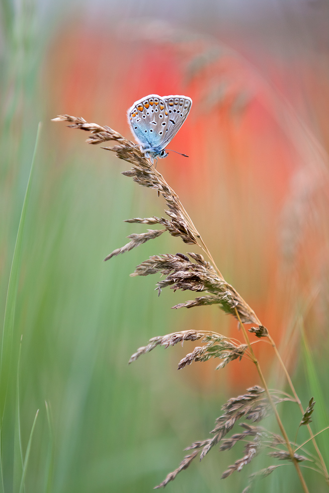 Rot/Blau die Zweite....