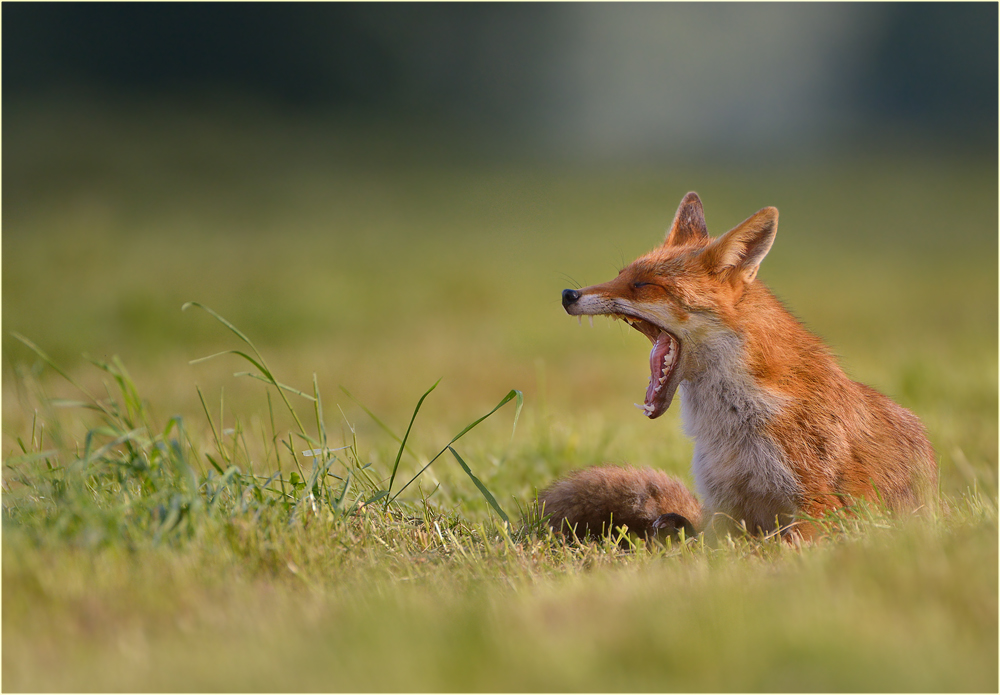 Fuchsbild Fuchsbild