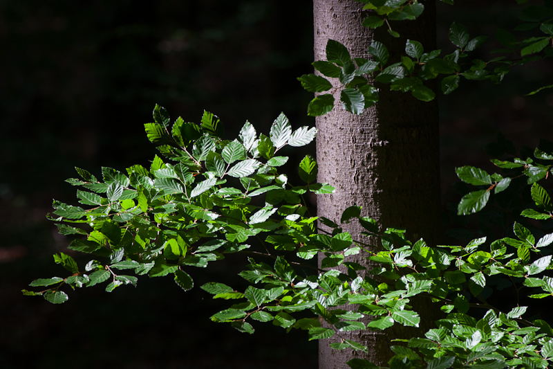 Licht und Schatten...