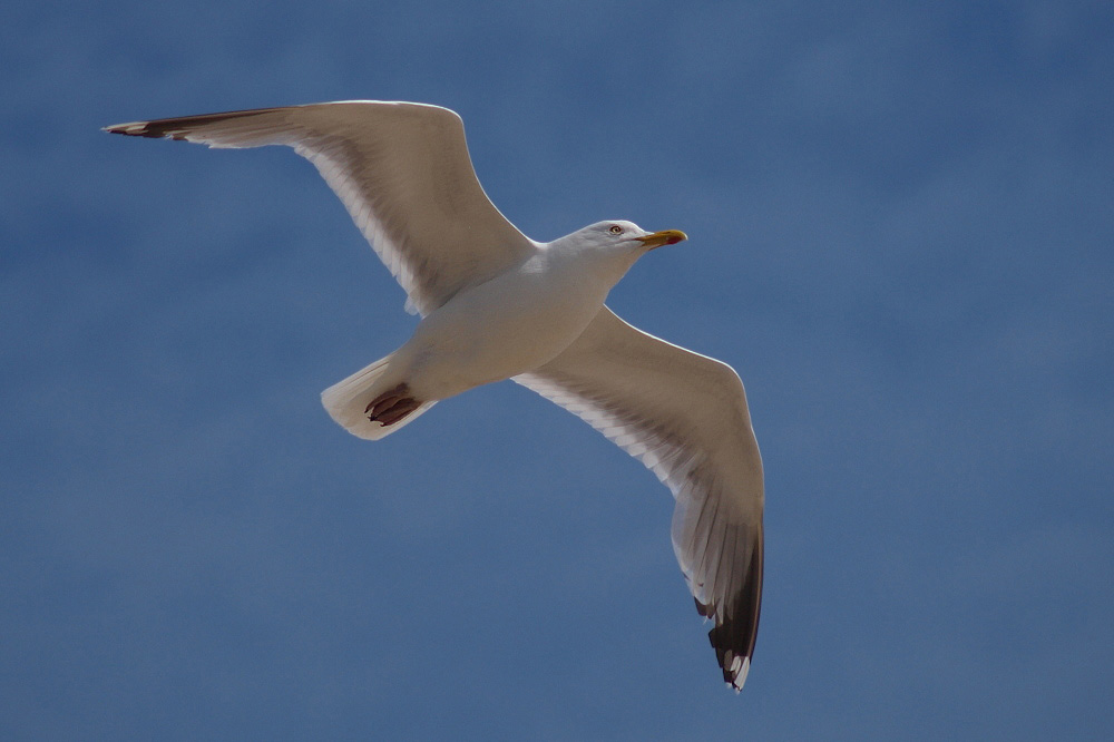 Möwe