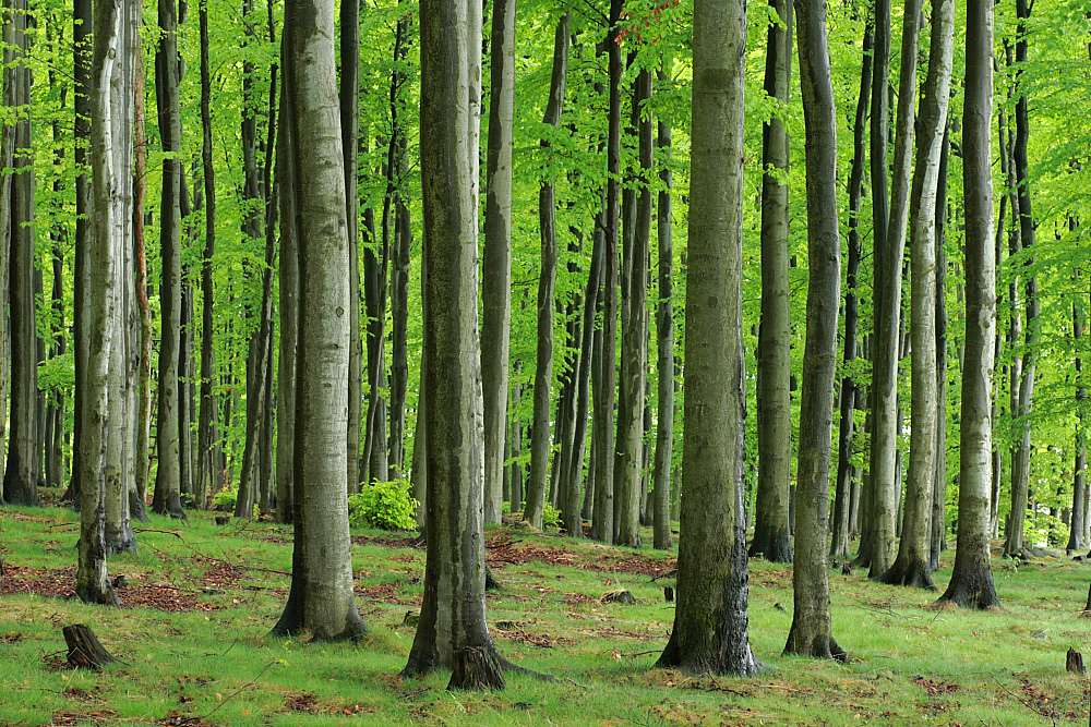 Buchenwald (Forum für Naturfotografen)