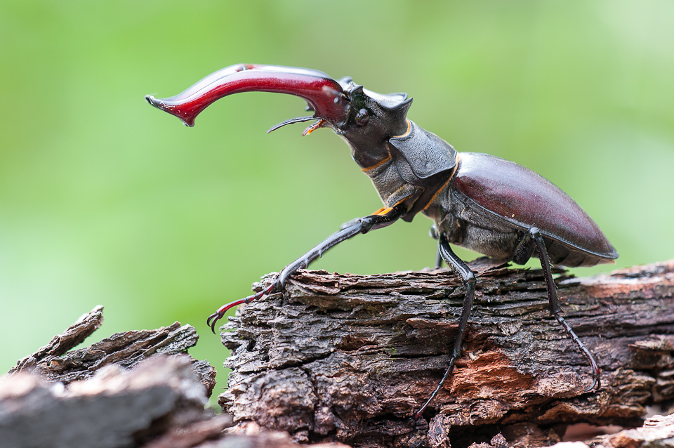 Lucanus cervus