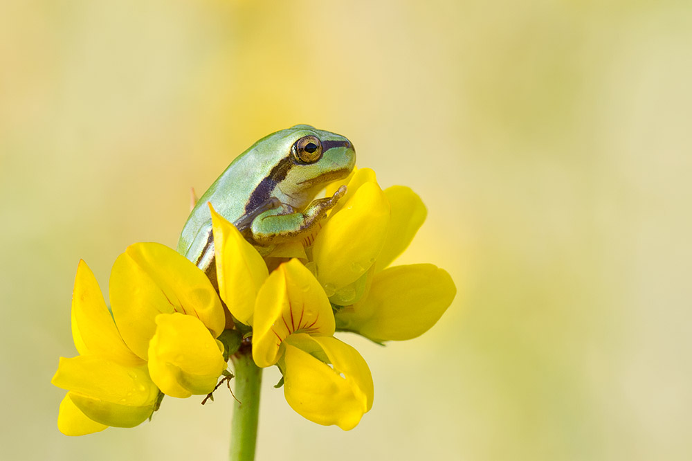 Laubfrosch