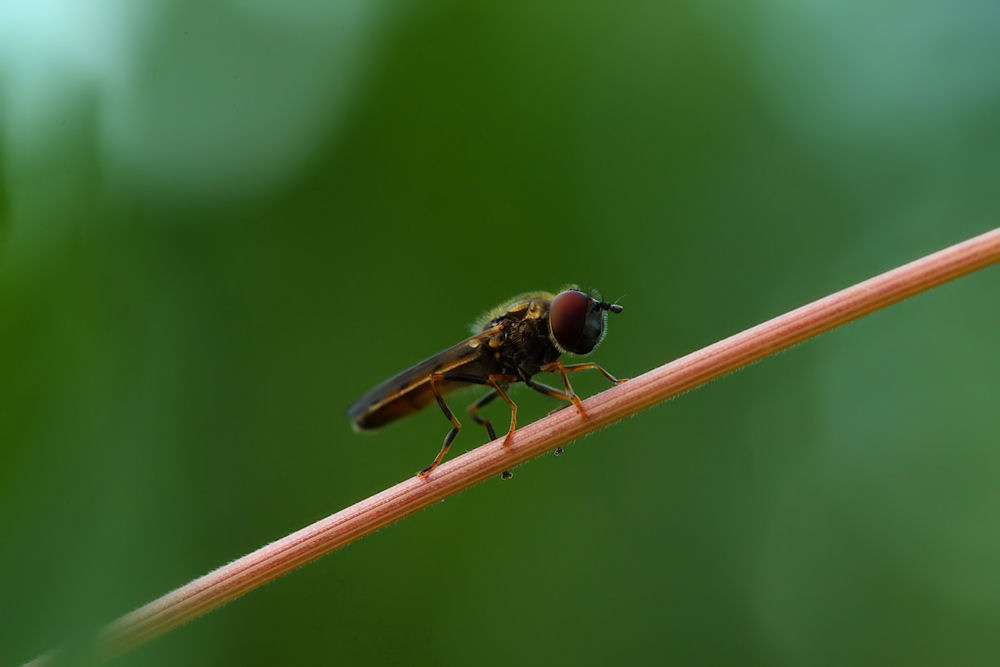 Schwebefliege