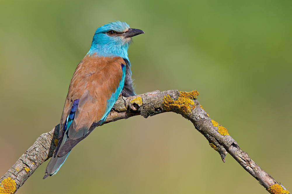 Blauracke (Coracias garrulus)