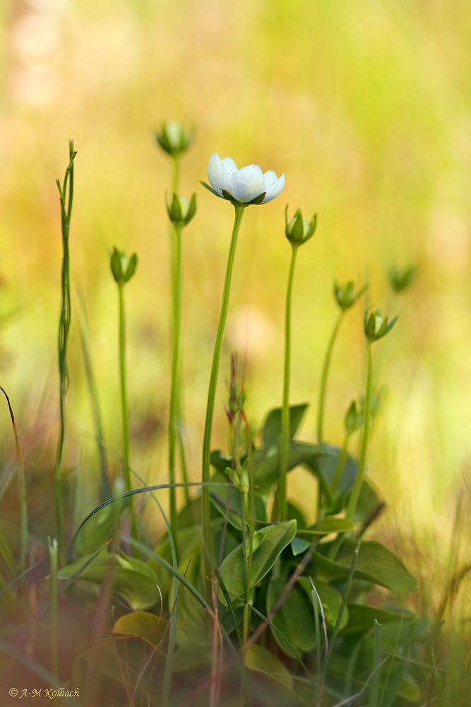 Sumpfherzblatt (Parnassia palustris)